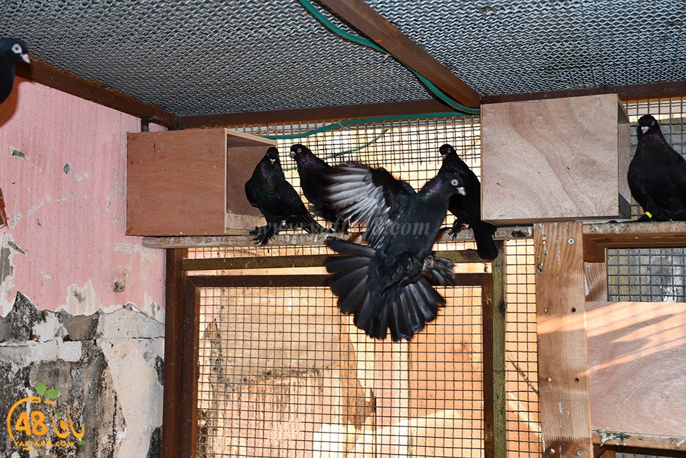 zohdi 3ashoor (62).jpeg